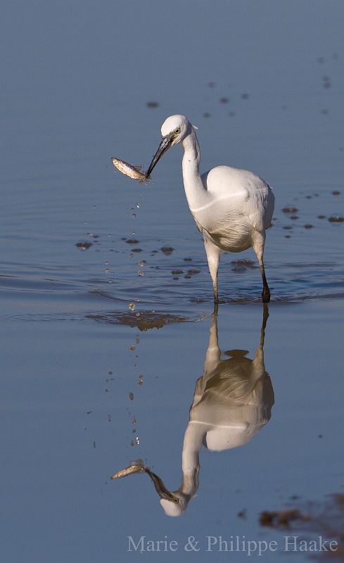 Aigrette garzette 5443.jpg - Aigrette garzette- Little Egret - Egretta garzetta (Etang d'Outines, France)